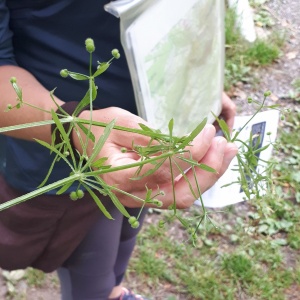 Gaillet gratteron, « l'herbe velcro ».
