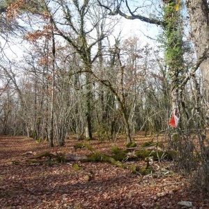 Au fond des bois : « jonction de chemins »